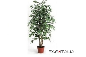 Ficus variegato 125 cm