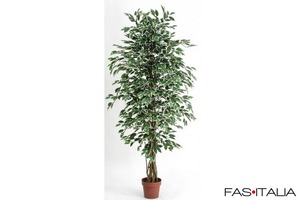 Ficus variegato 200 cm